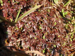 Utricularia smithiana