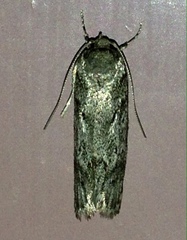 Philobota mucida
