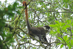 Cercopithecus ascanius schmidti