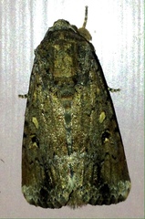 Spodoptera exempta