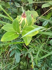 Oxypetalum banksii