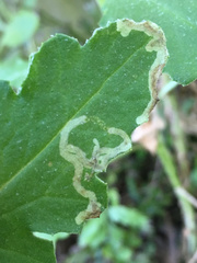 Phytomyza syngenesiae