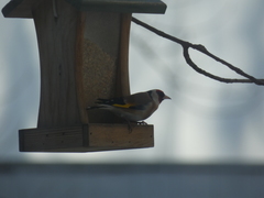 Carduelis carduelis