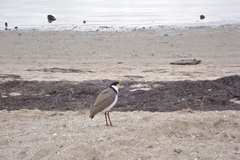 Vanellus miles novaehollandiae