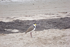 Vanellus miles novaehollandiae