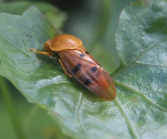 Opistharsostethus malayanus