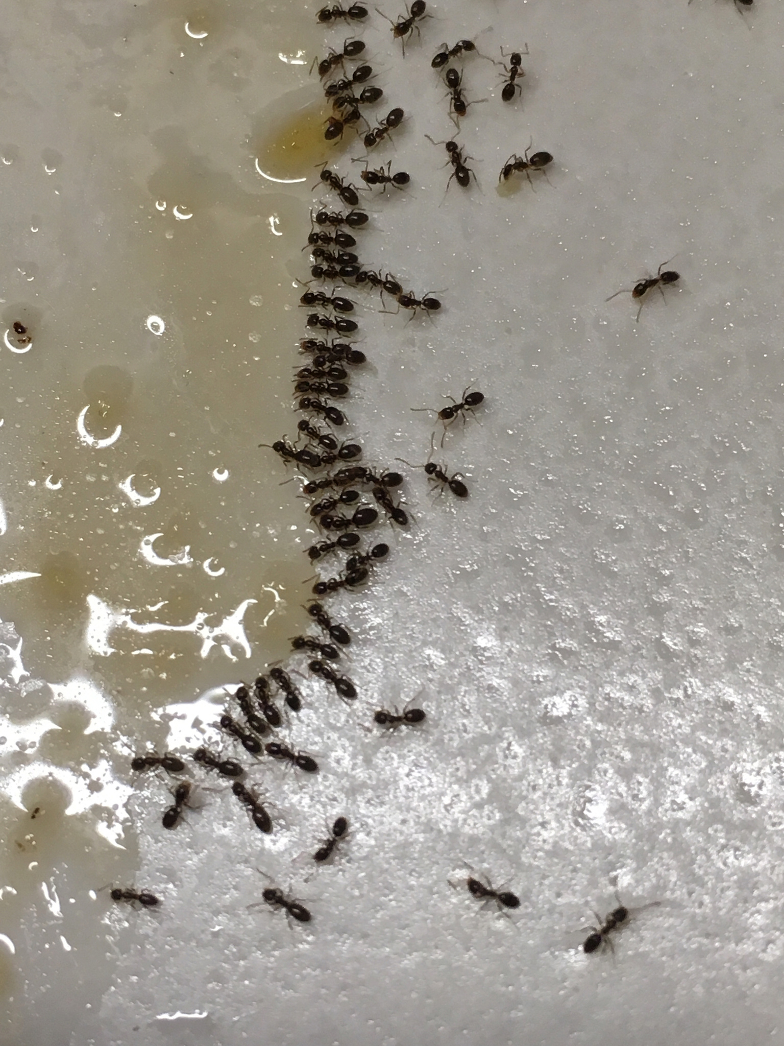 Doleromyrma darwiniana