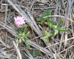 Trichodiadema occidentale