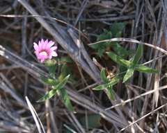 Trichodiadema occidentale