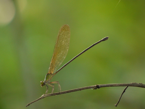 Plain flashwing photo 5