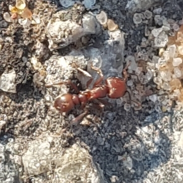 Tetramorium solidum