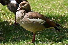 Alopochen aegyptiaca