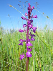 Anacamptis palustris elegans