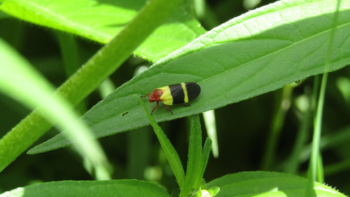 Sphenorhina solita