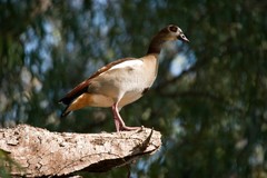 Alopochen aegyptiaca