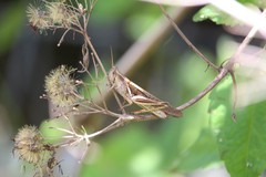 Stenocatantops splendens