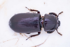 Aulacocyclus