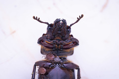 Aulacocyclus
