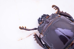 Aulacocyclus