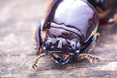 Aulacocyclus
