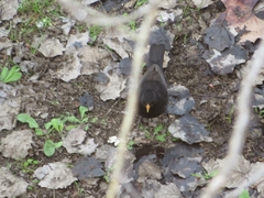 Turdus merula