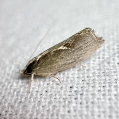 Archaereta dorsivittella