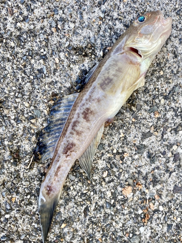 Pinkgray Goby