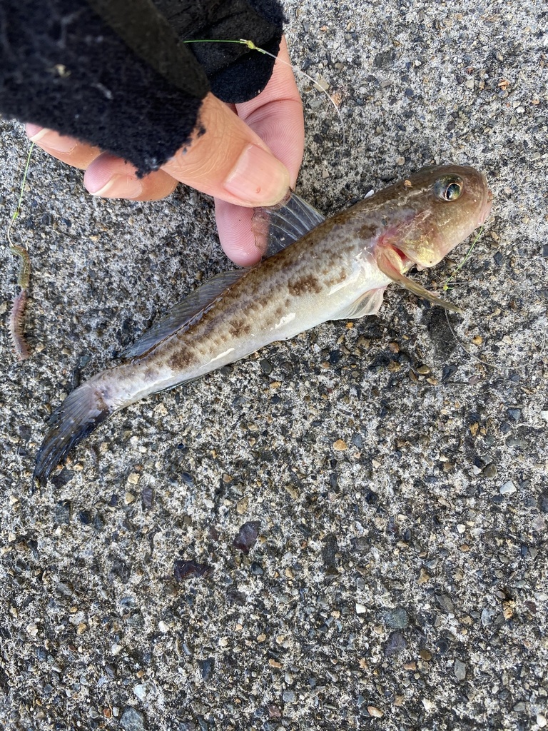 Pinkgray Goby