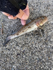 Pinkgray Goby photo 2