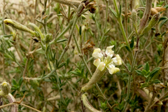 Silene thymifolia