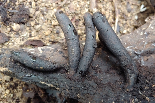 Xylaria flabelliformis