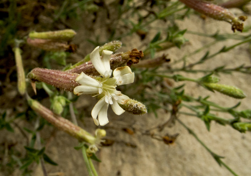 Мащерковидно плюскавиче (Silene thymifolia)