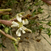 Silene thymifolia - Photo (c) katunchik, osa oikeuksista pidätetään (CC BY), lähettänyt katunchik