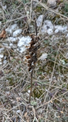 Pedicularis sibthorpii