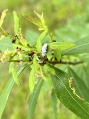 Pristomyrmex punctatus