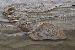 Lesser Guitarfish photo 4