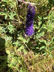Veronica porphyriana