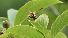 Polistes rothneyi iwatai
