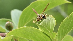 Polistes rothneyi iwatai
