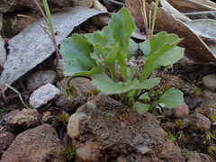 Viola cleistogamoides