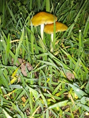 Fungi