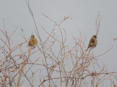 Chloris sinica