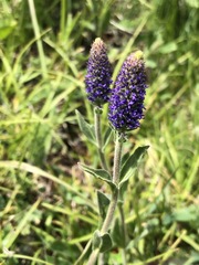 Veronica porphyriana