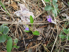 Viola gmeliniana