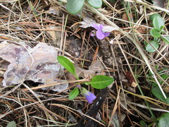 Viola gmeliniana
