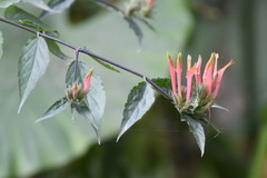 Clinacanthus nutans