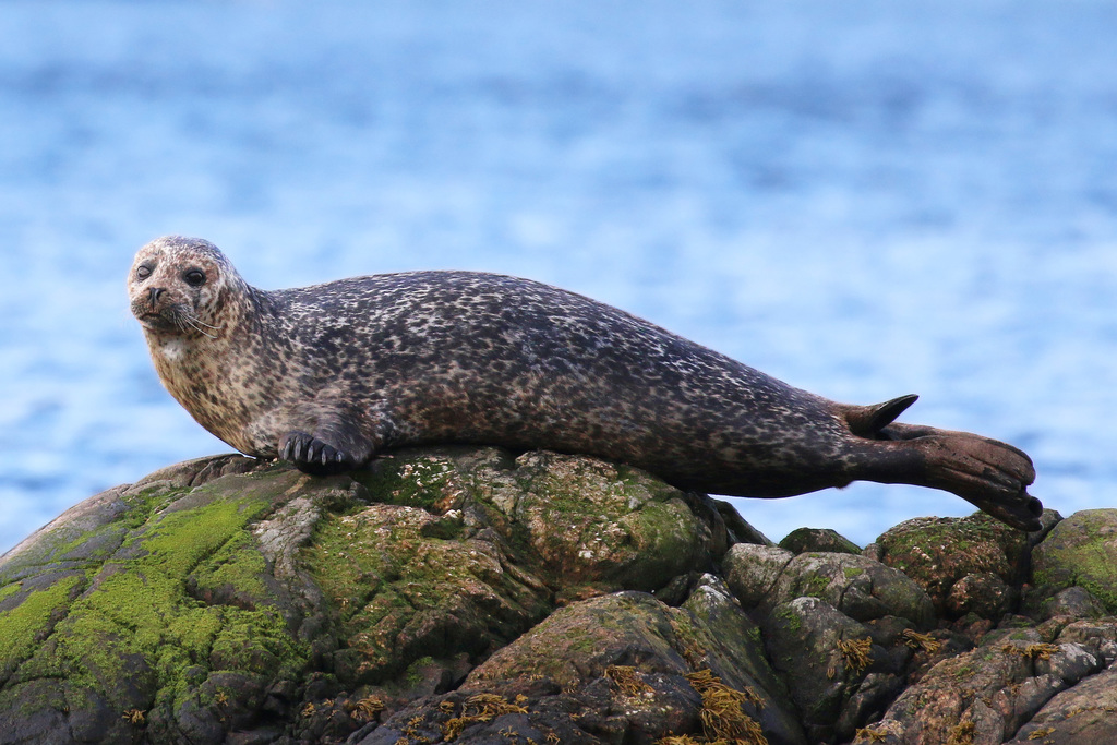 Eastern Atlantic Harbour Seal
