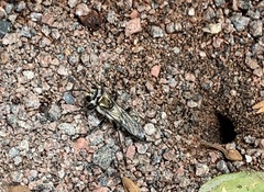 Sphex argentatissimus