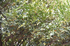 Diospyros maritima