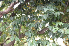 Diospyros maritima